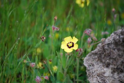 Tuberaria guttata, photographed by Mirela