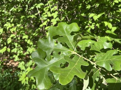 Quercus stellata, photographed by Alan Weakley