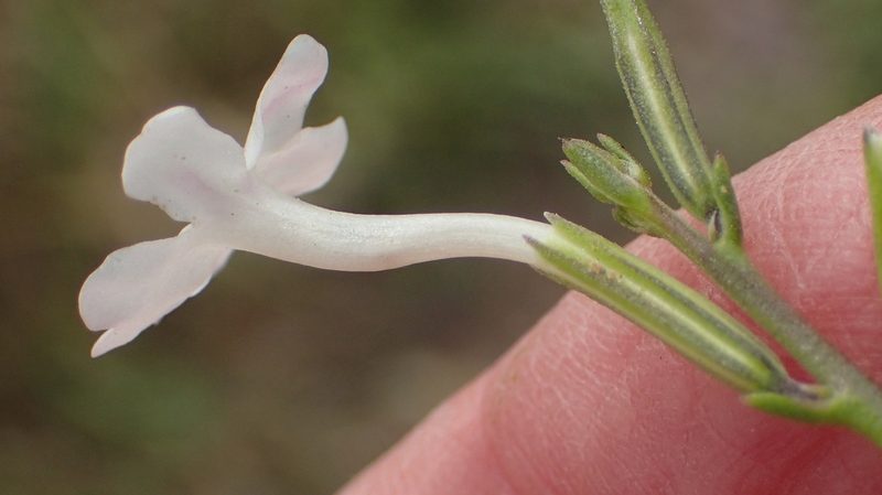 Chascanum cuneifolium, photographed by Nicola van Berkel