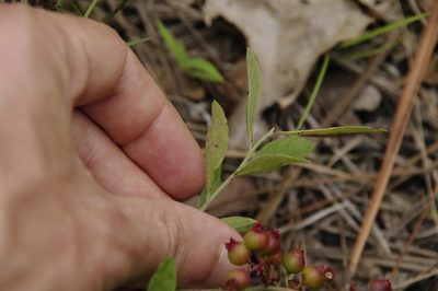 Vaccinium tenellum, photographed by Eric Knight