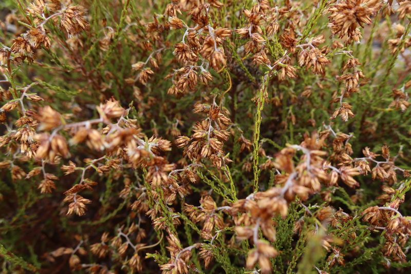 Stoebe scabra, photographed by Diana Studer