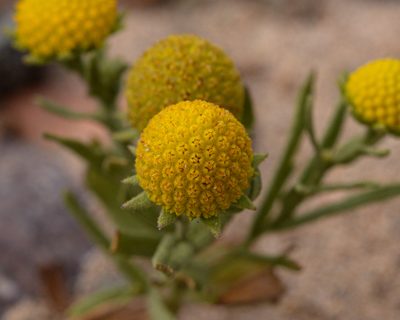 Helenium atacamense, photographed by Nicolás Villaseca Merino
