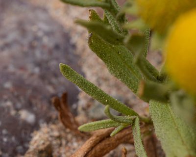 Helenium atacamense, photographed by Nicolás Villaseca Merino