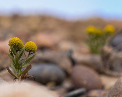 Helenium atacamense, photographed by Nicolás Villaseca Merino