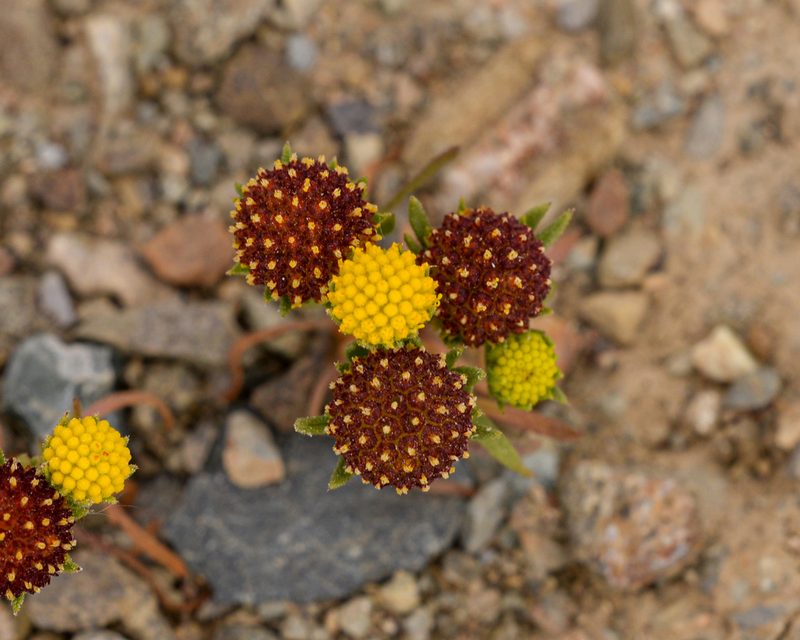 Helenium atacamense, photographed by Nicolás Villaseca Merino