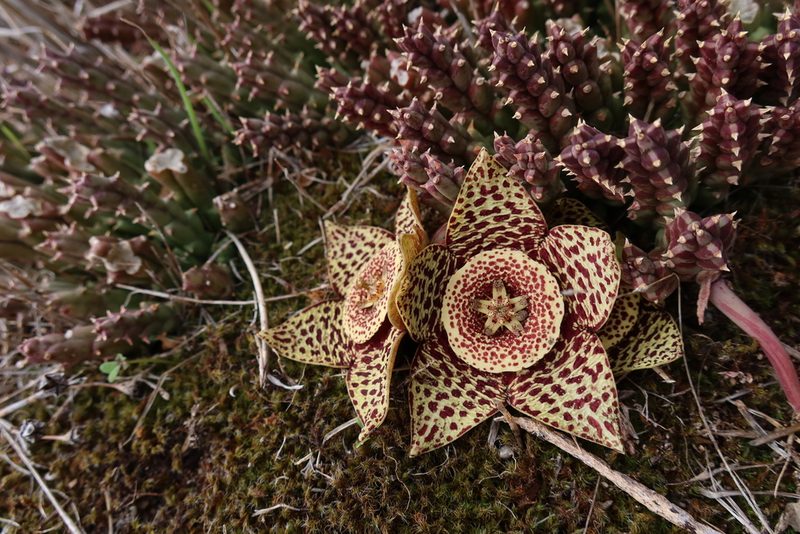 Orbea variegata, photographed by Diana Studer