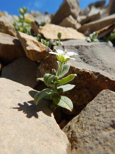Hesperostellaria americana, photographed by Matt Lavin