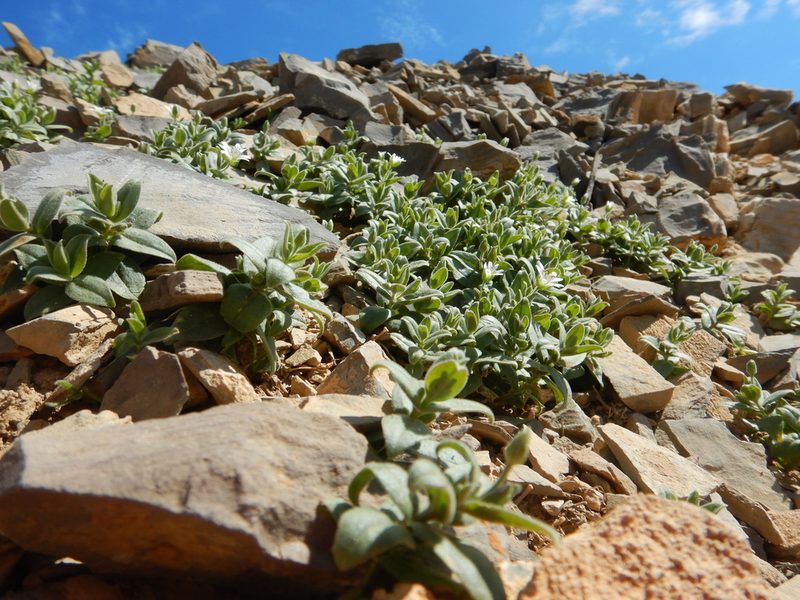Hesperostellaria americana, photographed by Matt Lavin