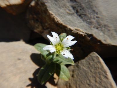 Hesperostellaria americana, photographed by Matt Lavin
