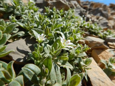 Hesperostellaria americana, photographed by Matt Lavin