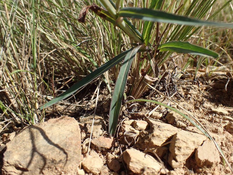 Lactuca inermis, photographed by Mahomed Desai