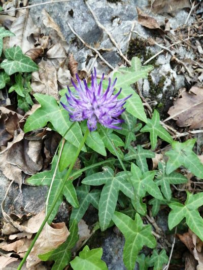 Phyteuma scheuchzeri, photographed by Parco Monte Barro