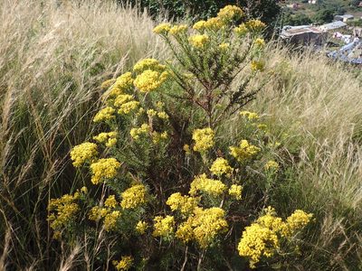 Phymaspermum acerosum, photographed by Mahomed Desai