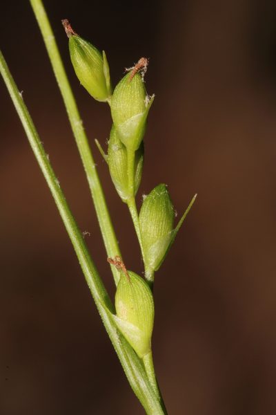 Carex impressinervia, photographed by Scott Ward
