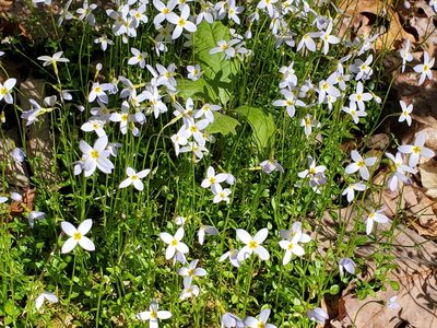 Houstonia serpyllifolia, photographed by Craig Martin