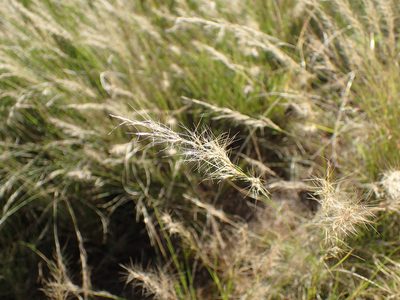 Aristida junciformis, photographed by Mahomed Desai