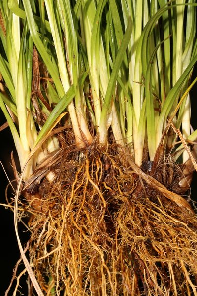 Carex impressinervia, photographed by Scott Ward