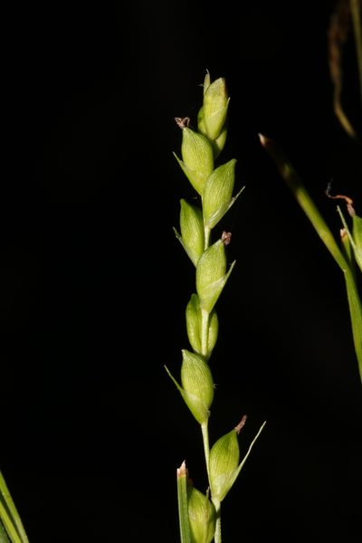 Carex impressinervia, photographed by Scott Ward