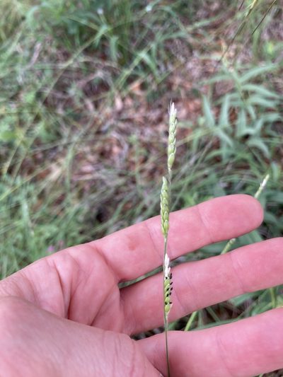 Eriochloa sericea, photographed by WCD Staff