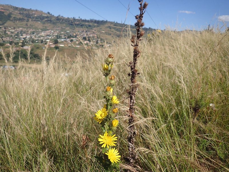 Berkheya bergiana, photographed by Mahomed Desai