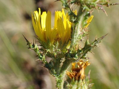 Berkheya bergiana, photographed by Mahomed Desai