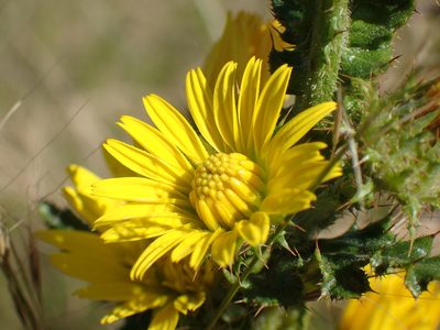 Berkheya bergiana, photographed by Mahomed Desai