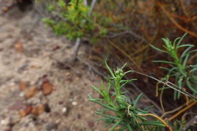 Senecio burchellii, photographed by Diana Studer