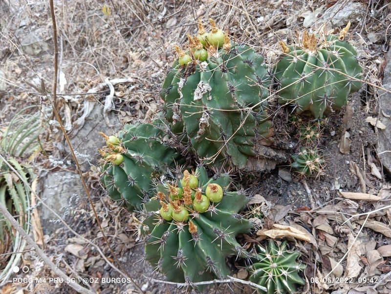 Ferocactus echidne, photographed by Ulises Emmanuel Martínez Burgos