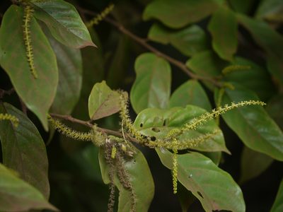 Antidesma montanum, photographed by Dinesh Valke
