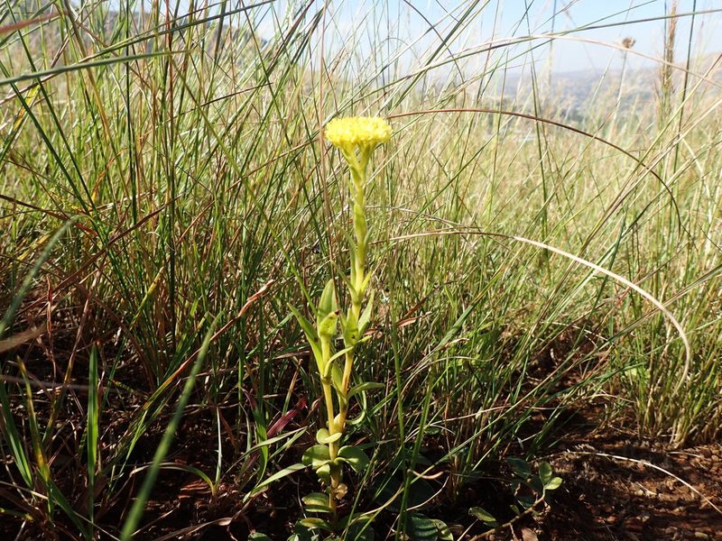 Crassula vaginata, photographed by Mahomed Desai
