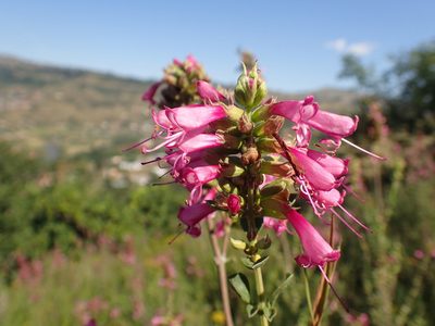 Syncolostemon densiflorus, photographed by Mahomed Desai