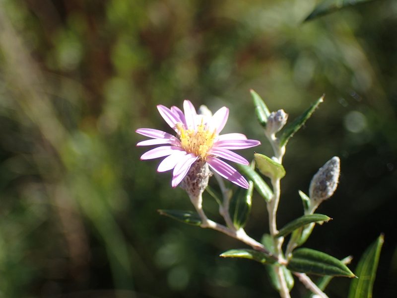 Athrixia phylicoides, photographed by Mahomed Desai