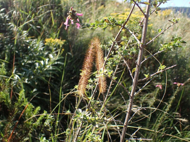Setaria sphacelata, photographed by Mahomed Desai