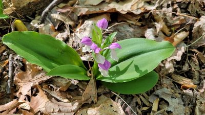 Galearis spectabilis, photographed by Brian Henderson