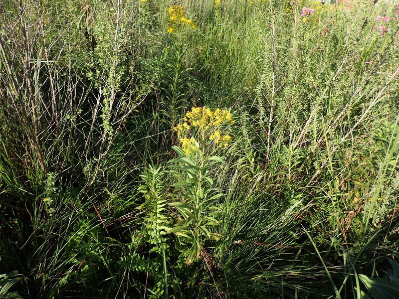 Senecio serratuloides, photographed by Mahomed Desai