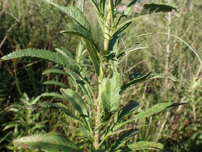Senecio serratuloides, photographed by Mahomed Desai