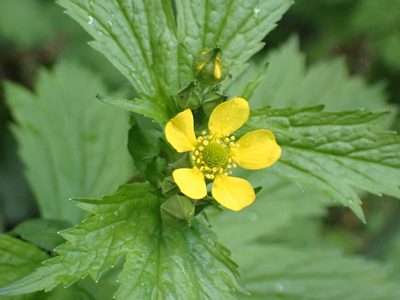Geum macrophyllum, photographed by giantcicada