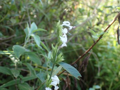 Hypoestes forskaolii, photographed by Mahomed Desai