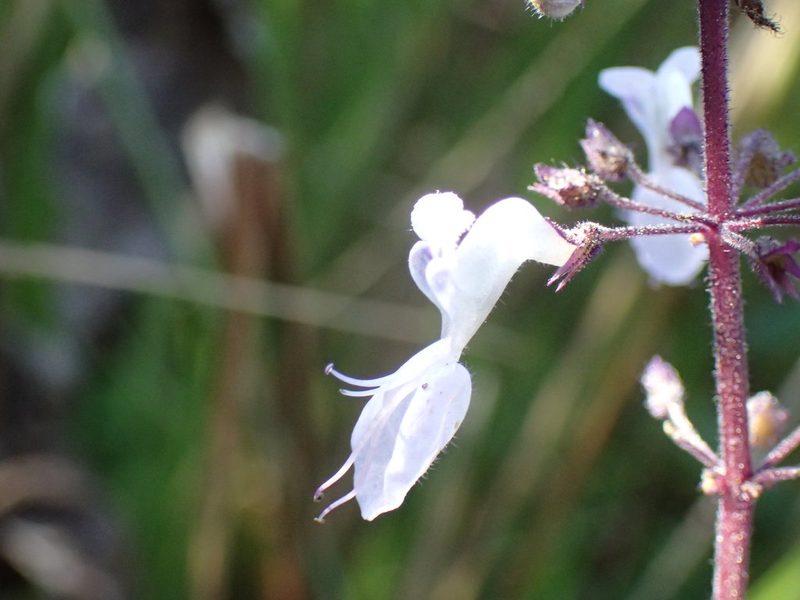 Plectranthus grallatus, photographed by Mahomed Desai