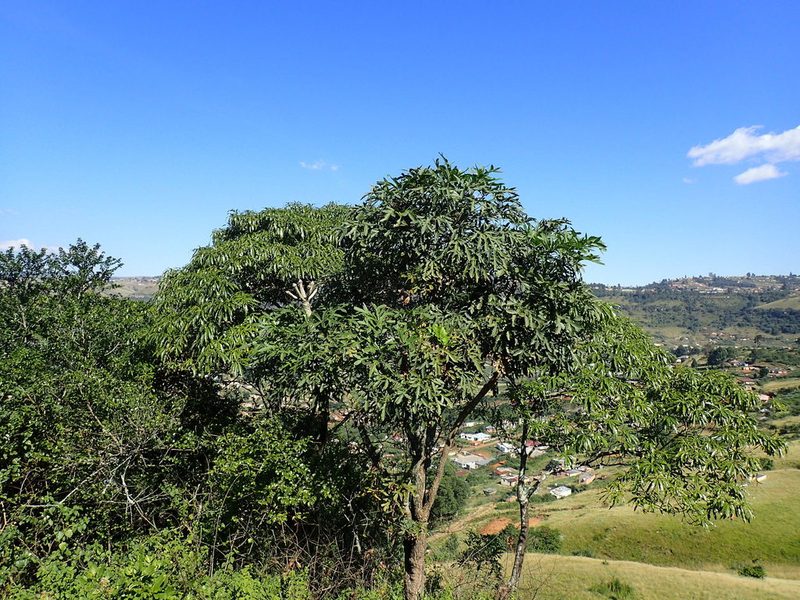 Cussonia spicata, photographed by Mahomed Desai