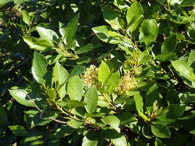 Maesa lanceolata, photographed by Mahomed Desai
