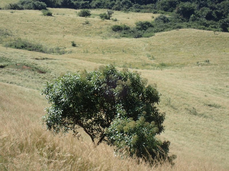 Heteropyxis natalensis, photographed by Mahomed Desai