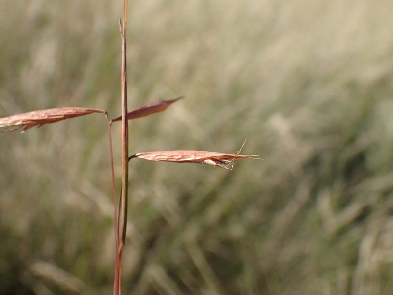 Monocymbium ceresiiforme, photographed by Mahomed Desai