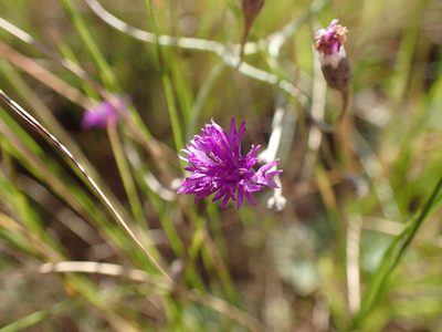 Hilliardiella nudicaulis, photographed by Mahomed Desai