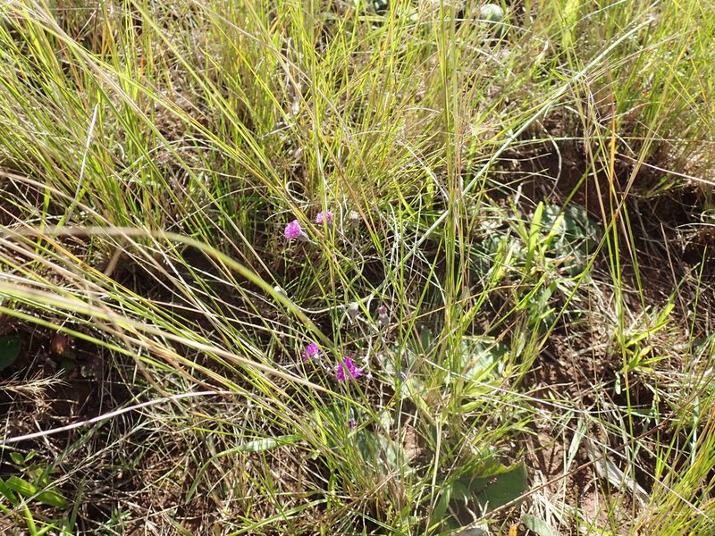 Hilliardiella nudicaulis, photographed by Mahomed Desai
