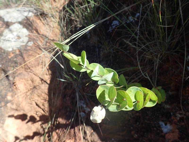 Clutia cordata, photographed by Mahomed Desai