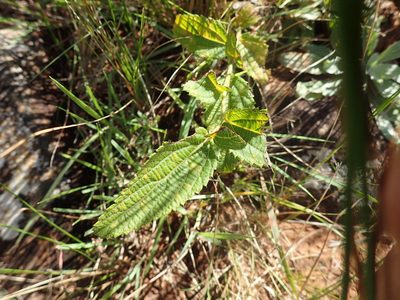 Acalypha petiolaris