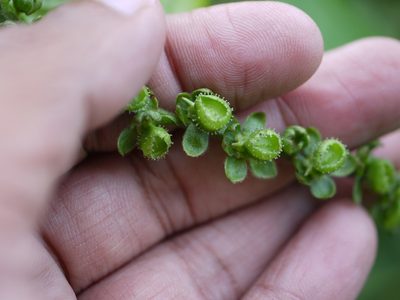 Adelocaryum coelestinum, photographed by Dinesh Valke