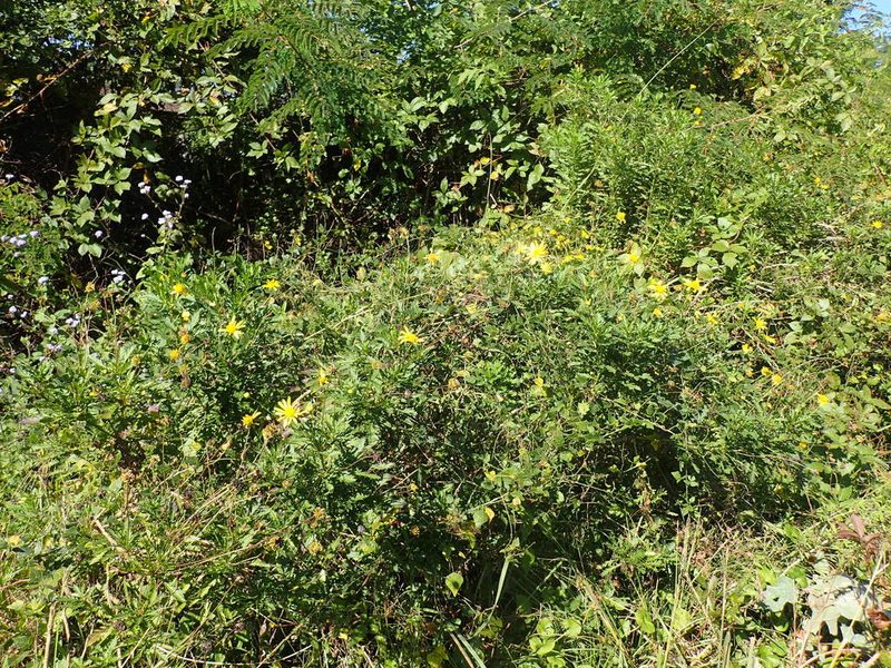 Euryops chrysanthemoides, photographed by Mahomed Desai