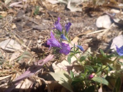 Echium plantagineum, photographed by Michal Honskus